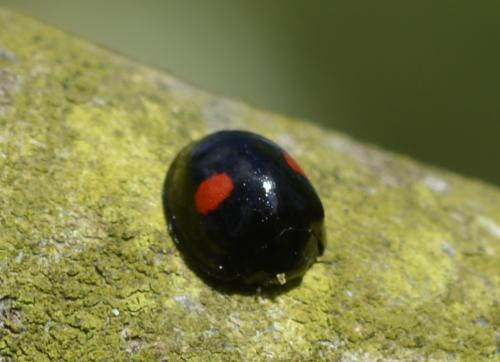 Chilocorus renipustulatus